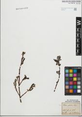 Foto von Salix glabra Scop.